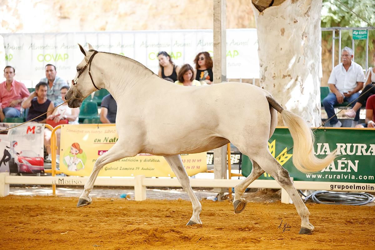 ALGARVE JB Medalla de Plata yeguas adultas en ANDUCAB 2018 de la mano de Juan Manuel Tabla-3